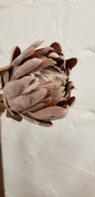 Load image into Gallery viewer, Dried look king protea