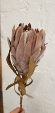 Load image into Gallery viewer, Dried look king protea