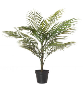 Areca Palm