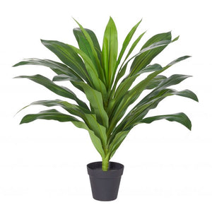 Dracaena Plant