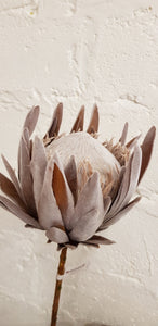 Dried look king protea
